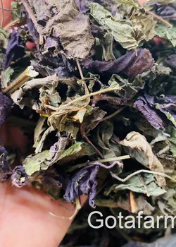 Trà Tía Tô sấy khô thơm sạch