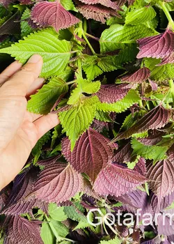 Trà Tía Tô sấy khô thơm sạch