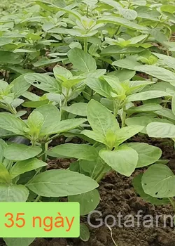 Ngó giống Bạc Hà Kosimint Nhật SW88