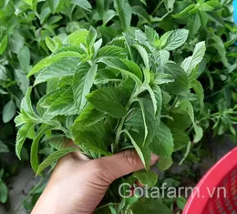 Bạc hà tươi cắt cành