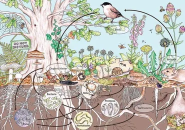 Câu chuyện Cỏ Dại: Phần 3 - Đời sống phong phú của vi sinh vật trong lòng đất