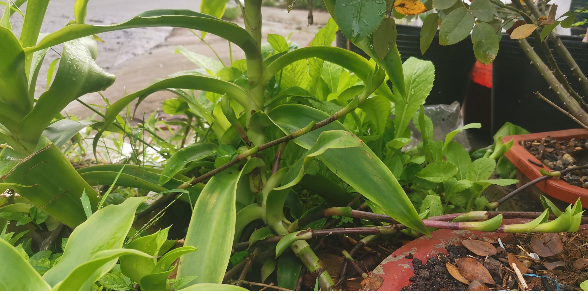 Lược vàng có vị hơi chua, có nhiều chất chống oxy hóa, chống viêm, kháng khuẩn, kháng virus… Lược vàng có vị hơi chua, có nhiều chất chống oxy hóa, chống viêm, kháng khuẩn, kháng virus…