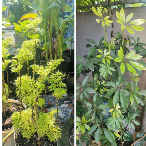 Lá Đinh lăng non và Lá non Ngũ gia bì chân chim Lá Đinh lăng non và Lá non Ngũ gia bì chân chim