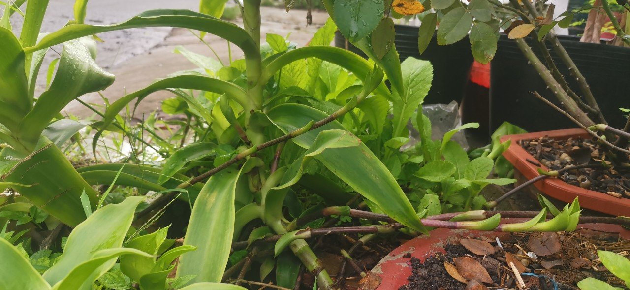 Nhánh lược vàng có tác dụng giảm rát họng, hết ho Nhánh lược vàng có tác dụng giảm rát họng, hết ho