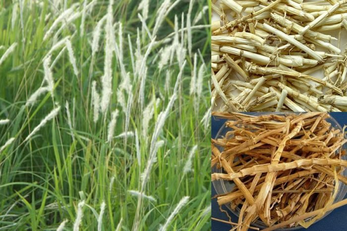 Nước rễ cỏ tranh có tác dụng thanh nhiệt, giải độc, lợi tiểu Nước rễ cỏ tranh có tác dụng thanh nhiệt, giải độc, lợi tiểu