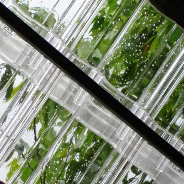 Ngói Lấy Sáng Ngói Trong Suốt Lấy Sáng Giá Rẻ