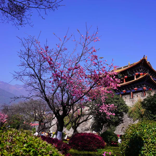Tour du Xuân ngắm hoa đào ĐẠI LÝ -  LỆ GIANG - SHANGRILA 6N5Đ