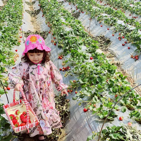 🌸🌸Tour Nông sản Mộc Châu 1 ngày 🍓🍓
