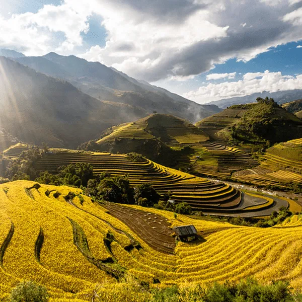 LECHAMP TÚ LỆ YÊN BÁI - THIÊN ĐƯỜNG MÙA LÚA CHÍN