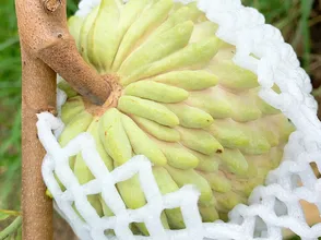 Hàng mới về - traicayantoanvn