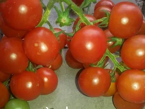 Bạn đang bỏ đi thần dược chữa bệnh mà không biết:://kienthuc.net.vn/khoe-dep/ban-dang-bo-di-than-duoc-chua-benh-ma-khong-biet-798594.html