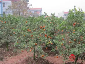 CAM TRUNG QUỐC ĐỘI LÓT CAM VINH, CAM CANH - TRAICAYANTOAN.VN