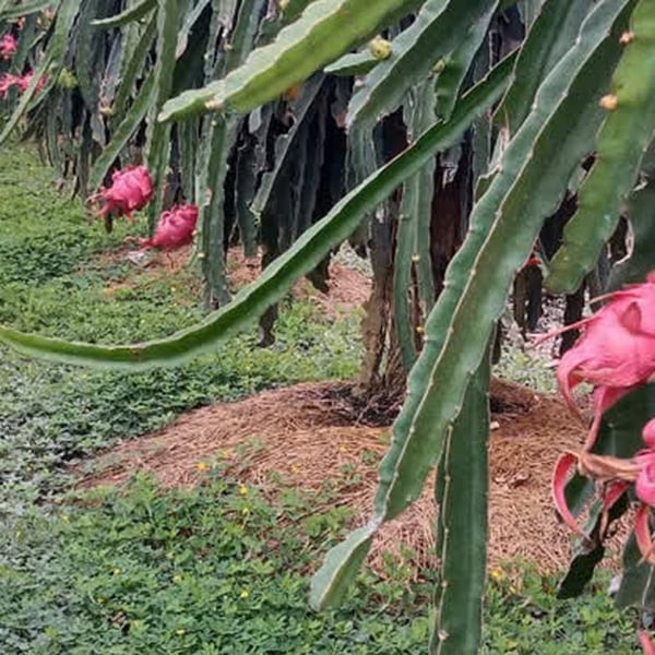 Hành Trình Trái Cây Sạch Từ Vườn Đến Bàn Ăn - Ngon Từ Đất, Sạch Từ Tâm