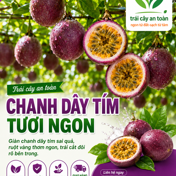 CHANH DÂY TÍM