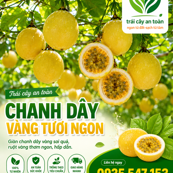 CHANH DÂY VÀNG