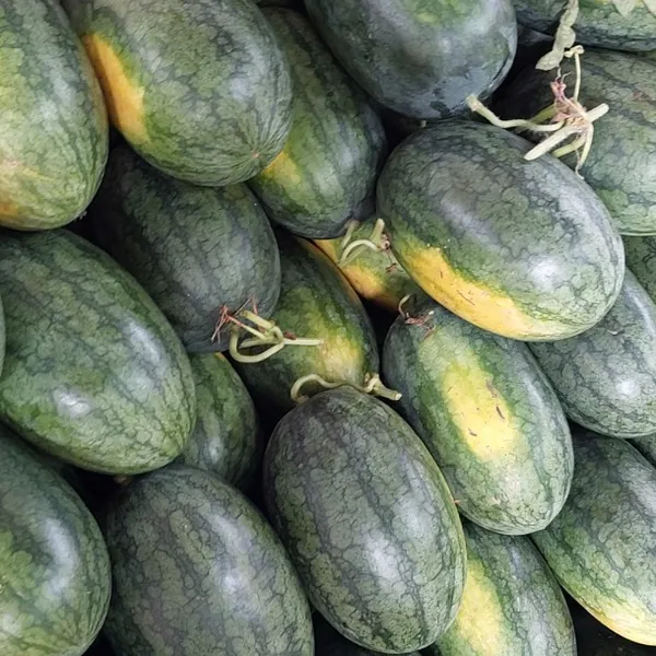 Dưa hấu long an