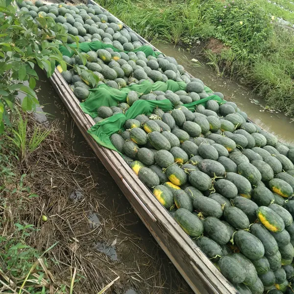 Dưa hấu long an