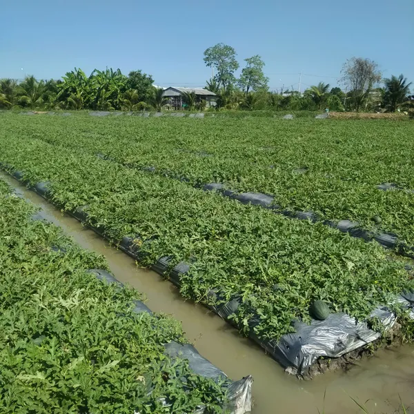 Dưa hấu long an