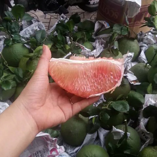 BƯỞI DA XANH