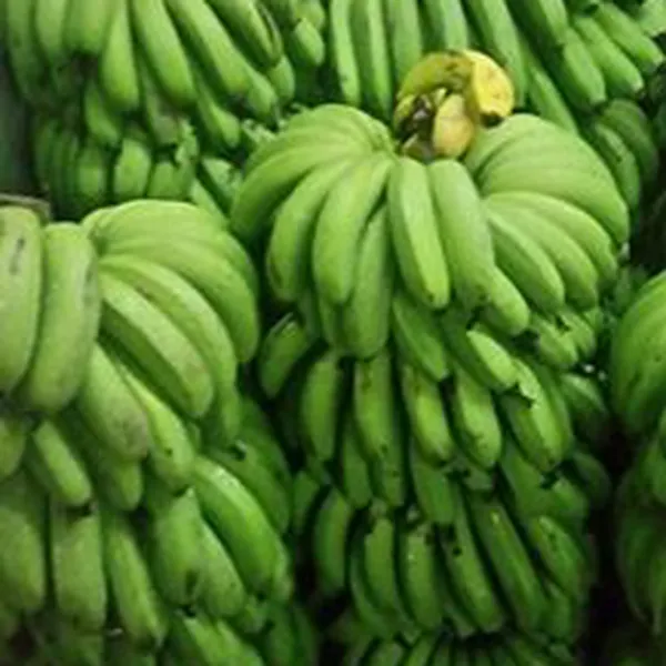 CHUỐI LABA ĐÀ LẠT