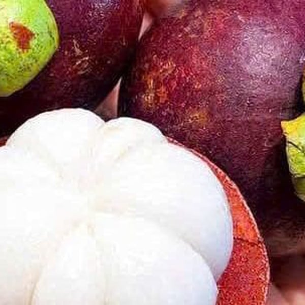 Măng Cụt: Cách Chọn Quả Ngon Ít Mủ, Cơm Trắng Ngọt Thanh