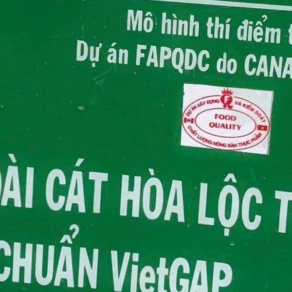 Xoài Cát Hòa Lộc – Cách Chọn Xoài Ngon Không Bao Giờ Chua