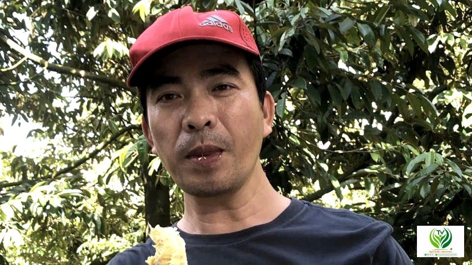 Cầm múi sầu riêng chín cây trong vườn