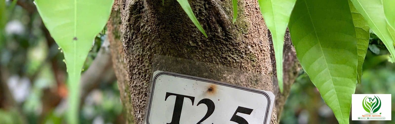 Vườn xoài cát Hòa Lộc tại Cái Bè, Tiền Giang