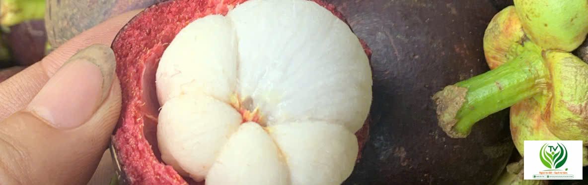Măng cụt tươi ngon tại Trái Cây An Toàn