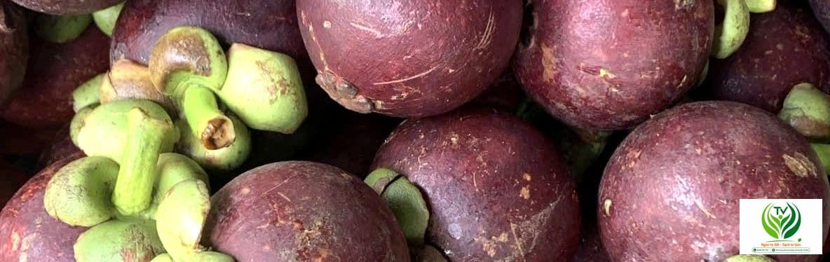 Măng cụt chín cây vỏ tím sẫm, cuống tươi xanh