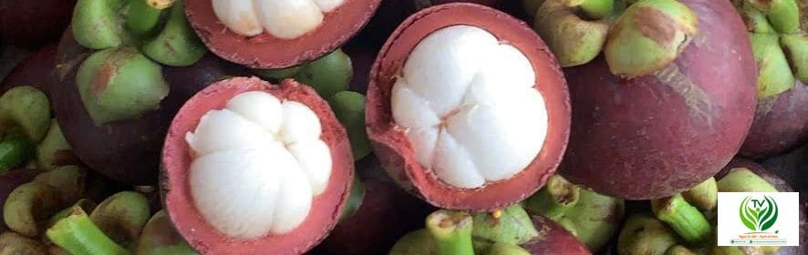 Măng cụt tươi xếp trong mủng tre