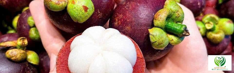 Măng cụt tách vỏ, cơm trắng mọng nước