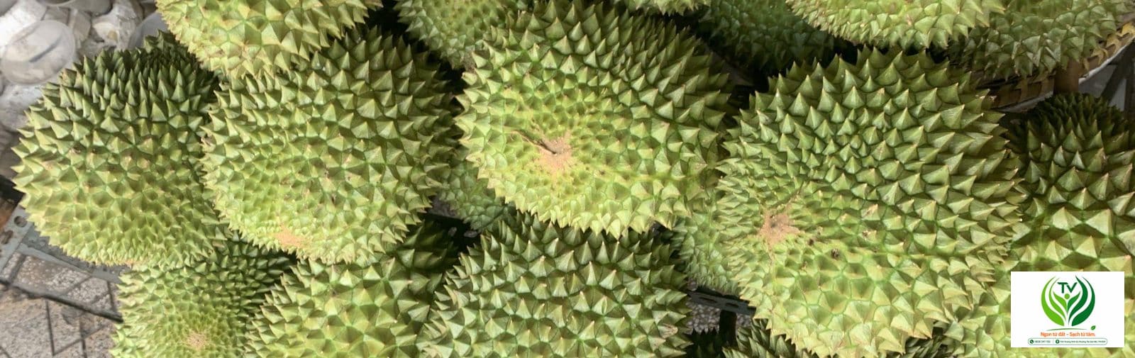 Sầu riêng nguyên quả tươi tại vườn