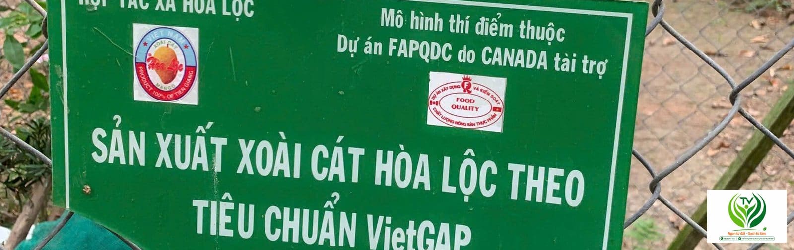 Xoài cát Hòa Lộc chín vàng, thịt dày ít xơ