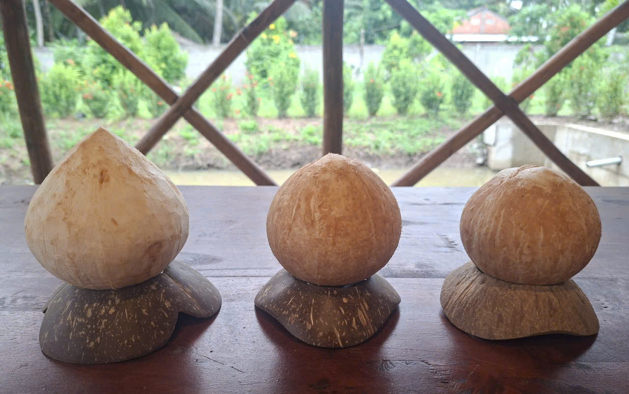 Đế gáo lót dừa trọc hoa