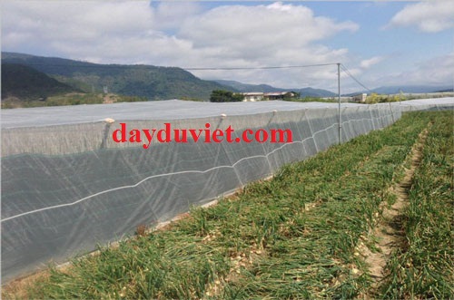 lưới cước lưới cước