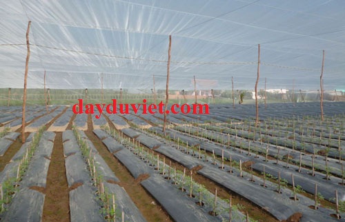 lưới cước lưới cước