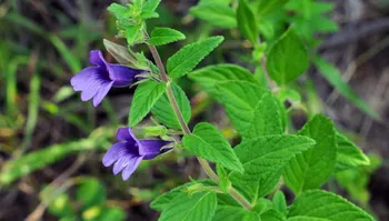 Tinh chất Nhân trần tía trong tác dụng cải thiện chức năng gan