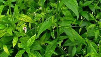 Tinh chất Xuyên tâm liên có trong HepaTh