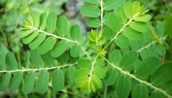 Tinh chất Diệp hạ châu trong hỗ trợ điều trị gan