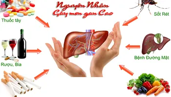 Nguyên nhân gây ra men gan cao