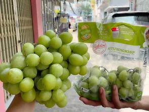 Nho xanh úc chủng autumcrip