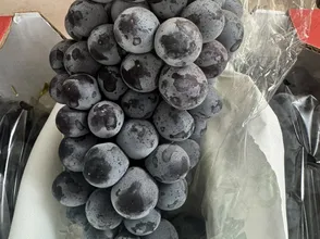 Nho đỏ thơm mùi rượu