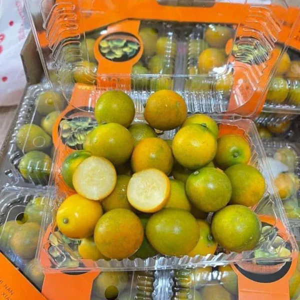 Kim quất đài Loan trị ho