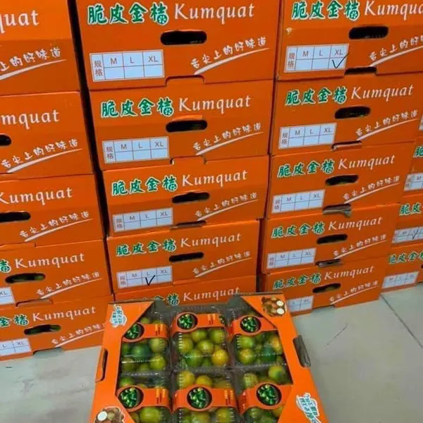 Kim quất đài Loan trị ho