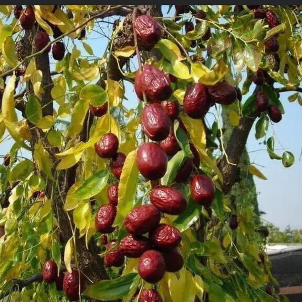 TÁO ĐỎ HÀN QUỐC