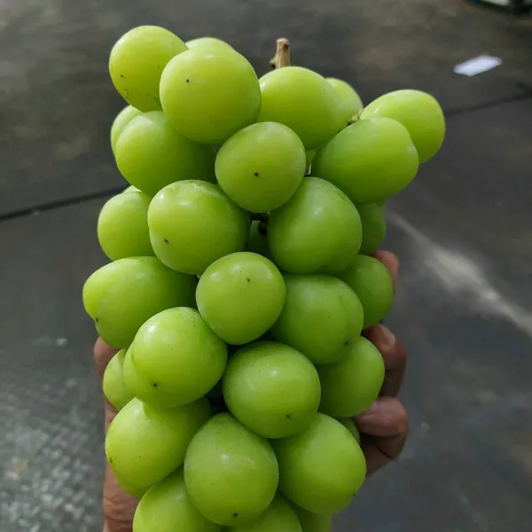 Nho sữa Nhật 1,6 - 2kg