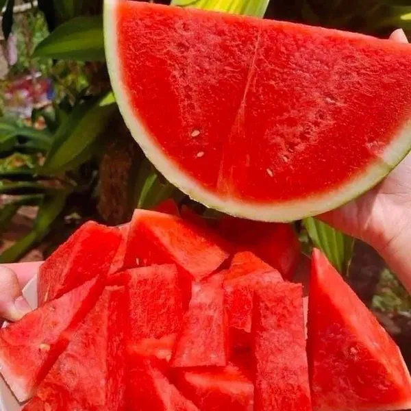 Dưa hấu táo