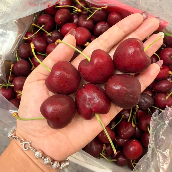 Hộp quà cherry chile 2.5kg