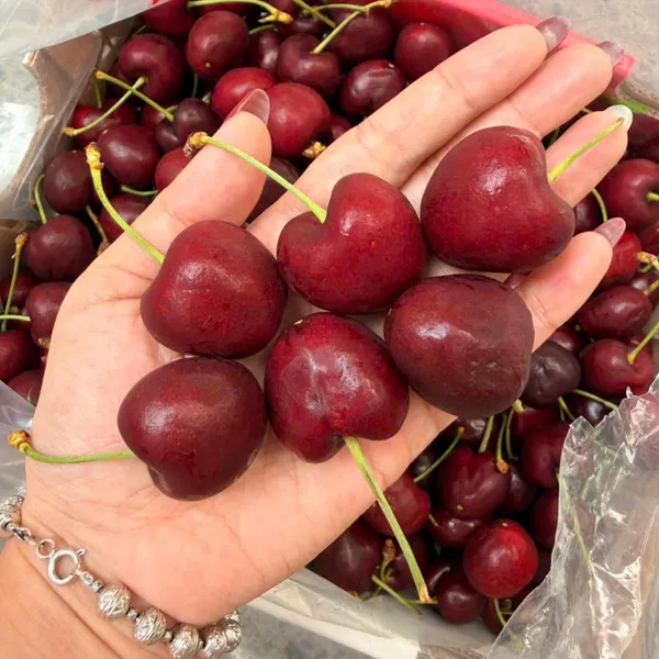 Hộp quà cherry chile 2.5kg
